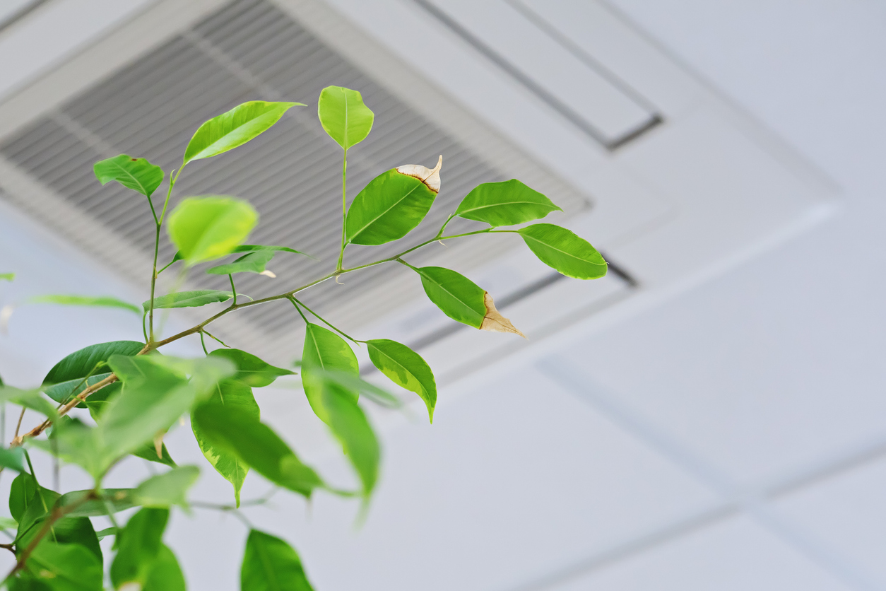 Ficus green leaves on the background of ceiling air conditioner in modern office or at home. Indoor air quality concept